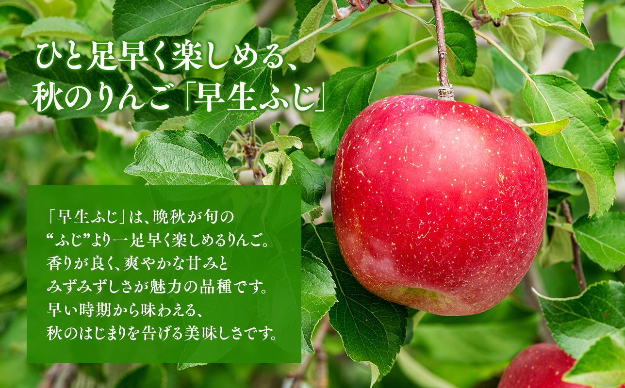 【10月発送】贈答用早生ふじ5kg【今井農園】≪hi-0064-011≫