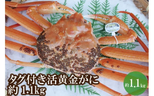 【先行予約】【幻のカニ 兵庫県香住産 タグ付き活黄金ガニ 約1.1kg 冷蔵】令和7年11月中旬以降、カニの水揚げ次第順次発送予定 ふるさと納税 おすすめ 兵庫県 香美町 日本海フーズ 07-39