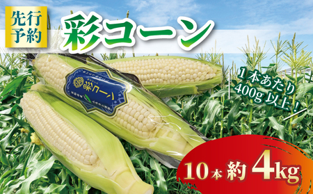 白いとうもろこし 彩コーン 約4kg 10本 《2026年6月～7月発送》 ホワイトコーン とうもろこし とうもろこし