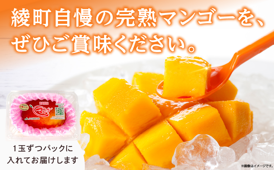 【訳あり】完熟マンゴー 2L×5玉（パック）【濃厚 高級 宮崎 果物 フルーツ 贈答 ギフト 甘い 先行受付 送料無料】【JA綾町】_A0114-1081