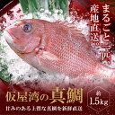 【ふるさと納税】仮屋湾の真鯛