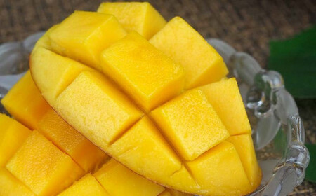 【先行受付】【2026年発送】屋宜原農園が丹精込めた「アップルマンゴー」ご家庭用・白箱 約1.5kg - 先行予約 沖縄県産 産地直送 南国フルーツ 旬の味覚 季節の果物 ご自宅用 沖縄県 八重瀬町