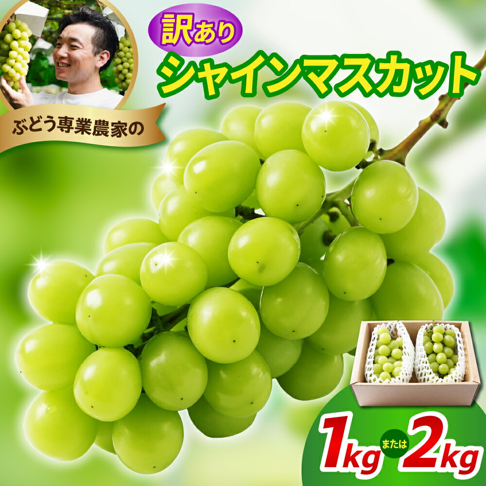 【ふるさと納税】令和7年産【 訳あり 】シャインマスカット (選べる: 1kg / 2kg ) | 2025年産 ぶどう 葡萄 果物 フルーツ 種なし 家庭用 わけあり お取り寄せ 産地直送 山形県産 山形県 米沢市 《2025年9月中旬から配送開始》 秋 旬 規格外 不揃い 傷