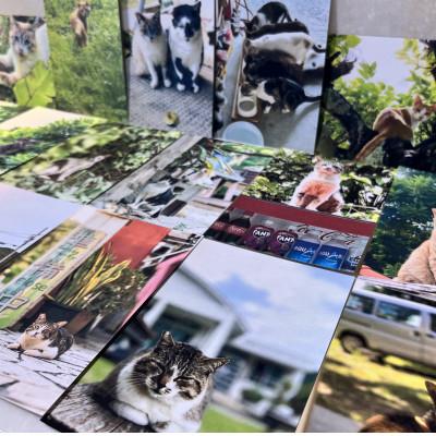 ふるさと納税 座間味村 沖縄県の小さな離島座間味村で暮らす島ねこポストカード |  | 03