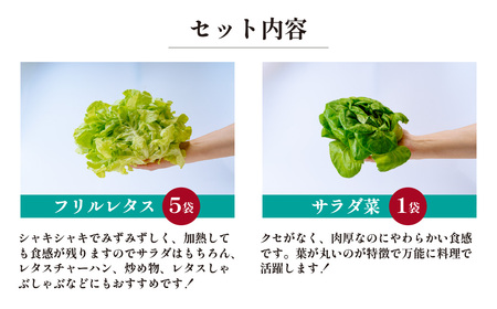 ＜洗わず食べられる・室内水耕栽培＞ 4種のレタス 8袋(80～130g/袋) | レタス フリルレタス ﾚﾀｽ グリーンジャケット グリーンリーフ サラダ菜 ﾚﾀｽ グリーンオーク 新鮮レタス ﾚﾀｽ