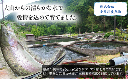 【真空冷凍】 関金サーモン ふり塩切り身 1.440g（60g×24切れ） マス トラウトサーモン 鮭 さけ シャケ 国産鮭 ふり塩鮭 鮭切身 サーモン 国産サーモン サーモン切身 養殖サーモン 真空