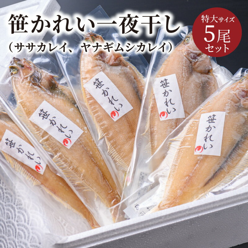 【ふるさと納税】高評価★4.67 高レビュー★ 笹かれい一夜干し（ササカレイ、ヤナギムシカレイ）特大サイズ 5尾セット 海鮮 魚介 魚介類 カレイ 一夜干し 200g〜 5尾 セット 冷凍 送料無料
