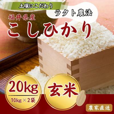 ふるさと納税 小浜市 令和8年産 こしひかり玄米20kg(ラクト農法)