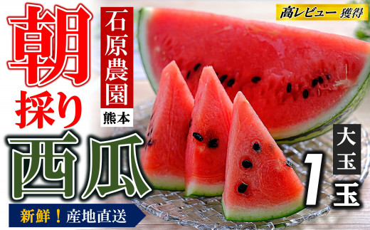【 先行予約 】 朝採り 新鮮！ 大玉スイカ（1玉） 熊本県産 【2027年4月下旬頃〜6月頃まで順次発送】 | 熊本県産 西瓜 すいか 産地直送 くまもと 名産地 熊本和水町 | 熊本県 くまもと 和水町 なごみまち なごみ すいか スイカ 西瓜 大玉 1玉 期間限定 季節の果物 果物 フルーツ 産地直送 |　高評価 オススメ 返礼品