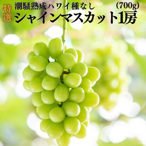 【2026年先行受付】シャインマスカット 1房 700g 種なし 潮騒 熟成 特選 ハワイ | 31MS