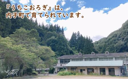 イエコオロギパウダー コオロギ黒カレー4個セット BKBN001