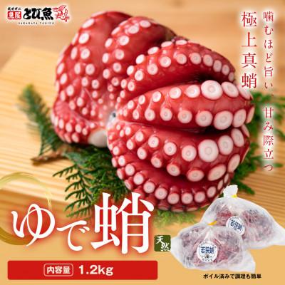 ふるさと納税 若狭町 茹でまだこ 福井県産 1.2Kg (2〜3杯)