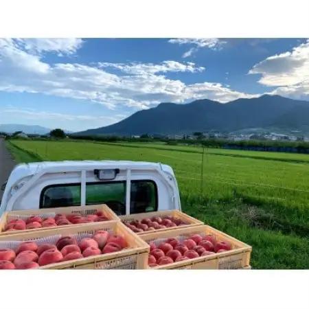 田中さんの白桃3kg | 樹上完熟にこだわった長野県中野市の桃です【配送不可地域：離島】【1725318】