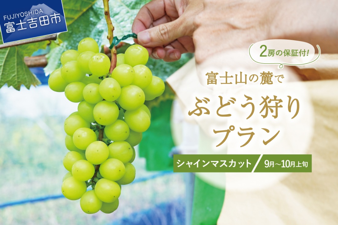 富士吉田市産　ブドウ狩りプラン(シャインマスカット) ぶどう 葡萄 体験 収穫 フルーツ狩り 果物狩り フルーツ 果物 シャイン シャインマスカット 収穫体験 山梨 富士吉田