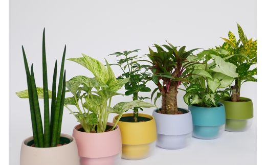 観葉植物 キュートビビスモーキー 6個 セット [三浦園芸 愛知県 岡崎市 ok23bzw830005] インテリア 水耕栽培 ミニ 植物 ハイドロコーン 発砲煉石 陶器 管理方法 緑のある暮らし 育てやすい 初心者 手軽