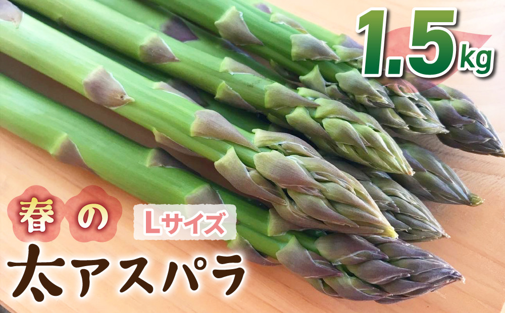 
            【先行受付2026年発送】農家直送！新鮮！春獲れ太（L）アスパラ約1.5kg（およそ45～60本）｜のららぼ農園 ※2026年4月上旬～5月下旬発送予定
          