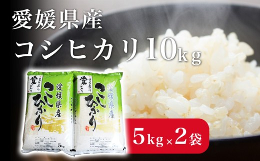 米 こめ お米 おこめ コシヒカリ こしひかり 10kg 白米 ごはん 四国中央市 愛媛県 おいしい ふっくら 【四国中央市 紙のまち 日本一】