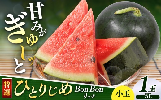 【先行受付】松本市 波田産 小玉すいか ひとりじめBonBonリッチ 5L特選プレミアム(約3.9kg以上)1玉｜先行予約 スイカ すいか 小玉スイカ 小玉 果物 くだもの 新鮮 果汁 ジューシー フ