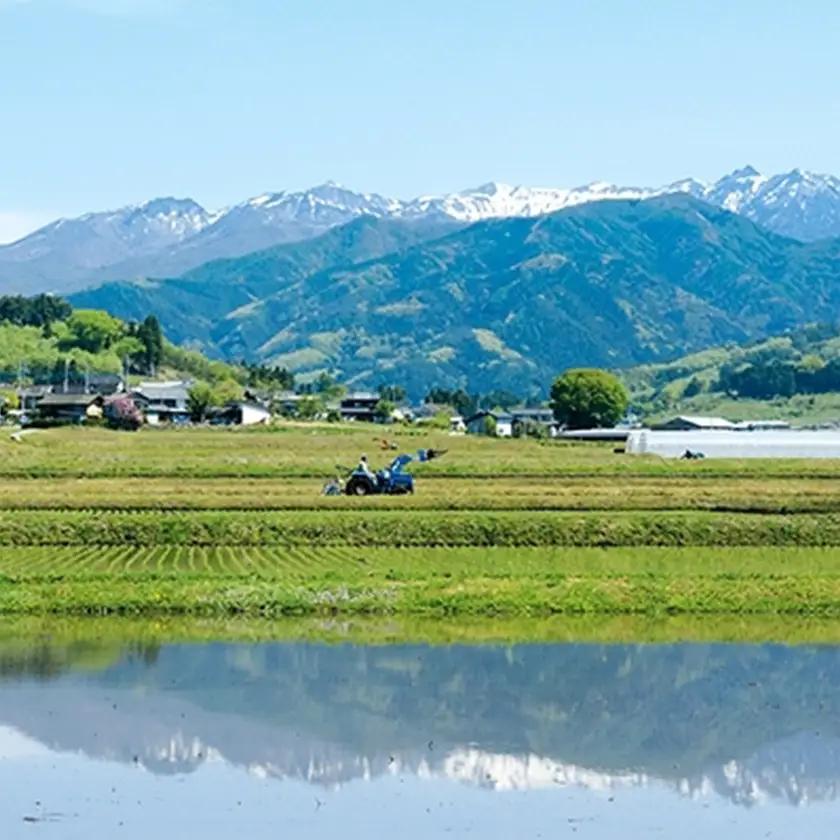 【令和7年度産】　雪ほたか2kg　【川場村産こしひかり】_ 精米 米    コシヒカリ 米 こしひかり_【1329375】