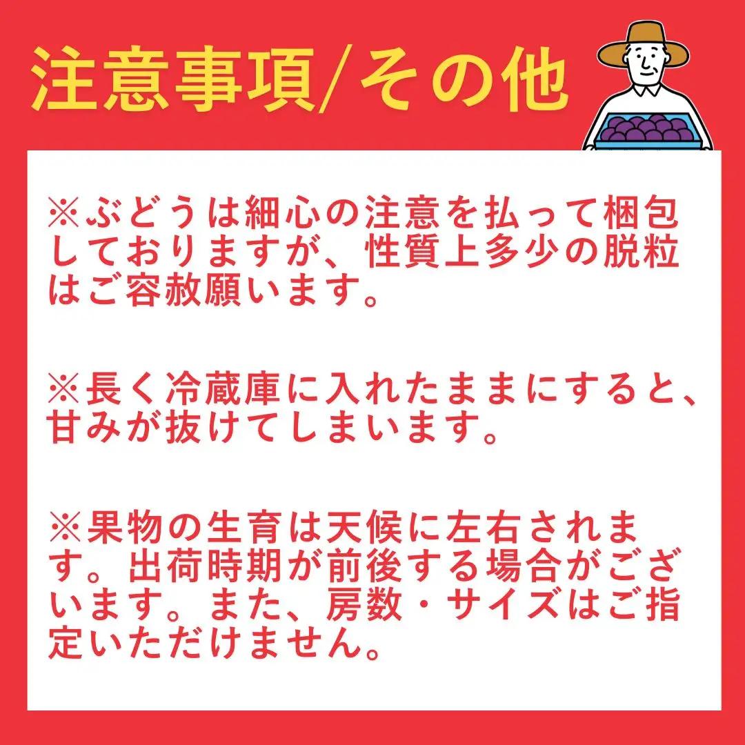 【令和8年産 先行予約】 ぶどう 稀少!数量限定 高尾 黒系ぶどう 約2kg 種が無い 皮ごと食べられる 肉厚 新潟県 弥彦村産 ブドウ 希少品種 ぶどう 2キロ 贈答用 ギフト 贈り物 プレゼント 