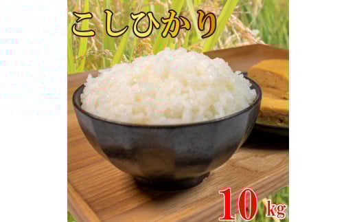 コシヒカリ 無洗米 10kg 令和7年産 米 こめ ご飯 ごはん おにぎり 白米 精米 新米 無洗米 卵かけご飯 食品 備蓄 備蓄米 保存 防災 ギフト 贈答 プレゼント お取り寄せ グルメ 送料無料 徳島県 阿波市 須見商店