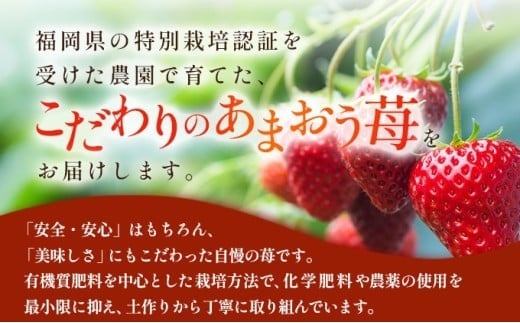 福岡県産 特別栽培 あまおう サイズいろいろMIX 約570g（約285g×2パック）【1～2月発送】　農園直送 アフター保証 先行予約 福岡産 送料無料 ケーキ ギフト お祝い 限定 季節限定 UN