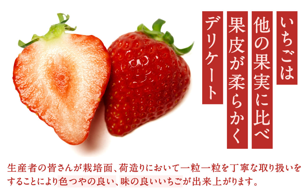 福岡県産特産品 うまもぐ厳選果物 福岡県産 博多あまおう DX上級品 約500g（約250g×2パック入り）【2025年12月発送】あまおう いちご 苺 イチゴ 果物 フルーツ