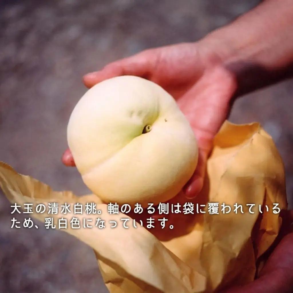 桃 2026年 先行予約 清水白桃 約2.2kg 大玉 6～7玉  岡山県産 桃
