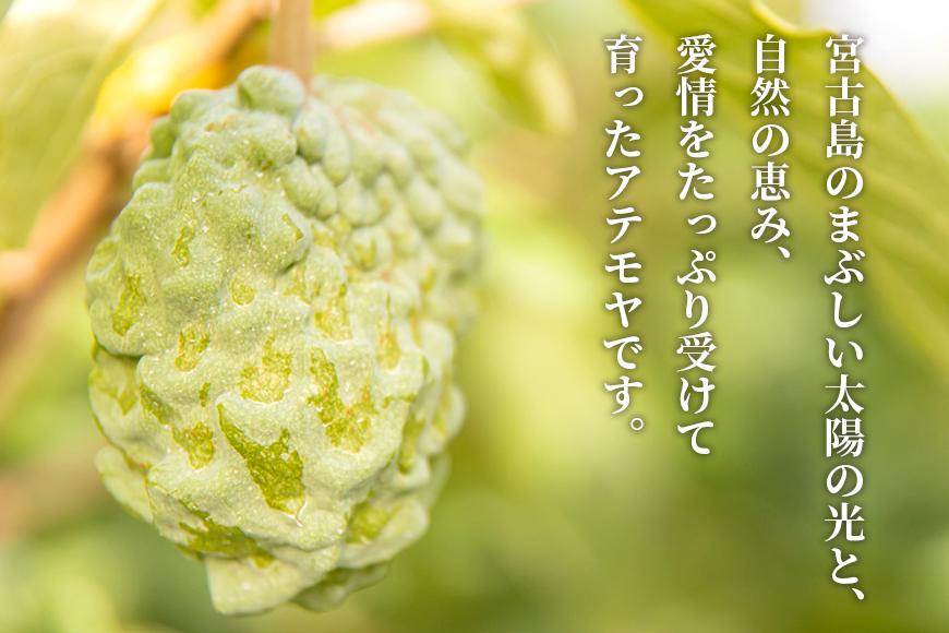 【2027年発送】宮古島産アテモヤ約1kg（２～６個入り）（CV07）