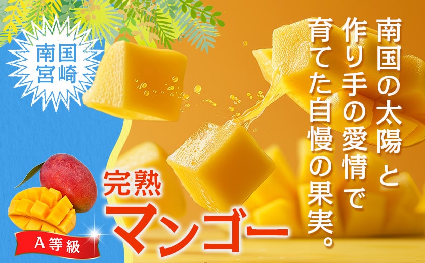 【先行受付!】宮崎完熟マンゴー2～3玉(都城産)_AC-3303