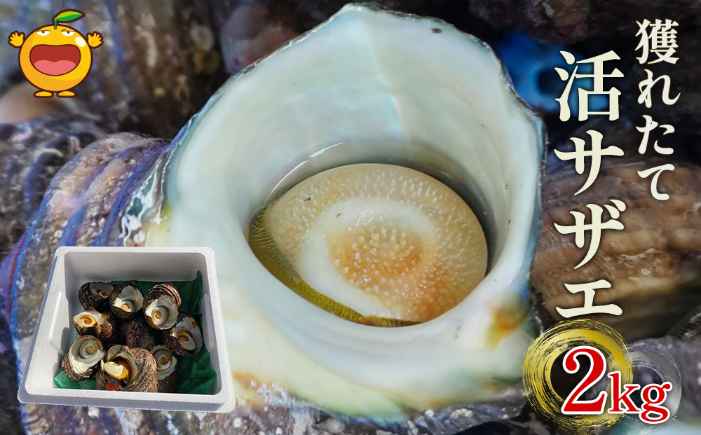 獲れたて 活サザエ 2㎏ (12個～20個) | さざえ 生 栄螺 大分県 九州 津久見市 国産