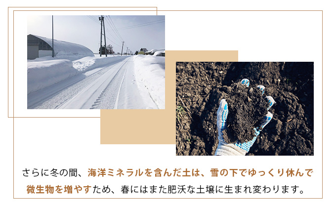 真珠の玉葱 空知黄 10kg ≪海のミネラルで育てた幻の玉葱空知黄≫【50106】