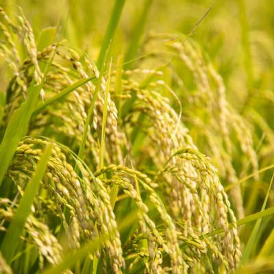 ふるさと納税 藤崎町 PeboRa　青森米食べ比べ5本セット　無洗米 |  | 03