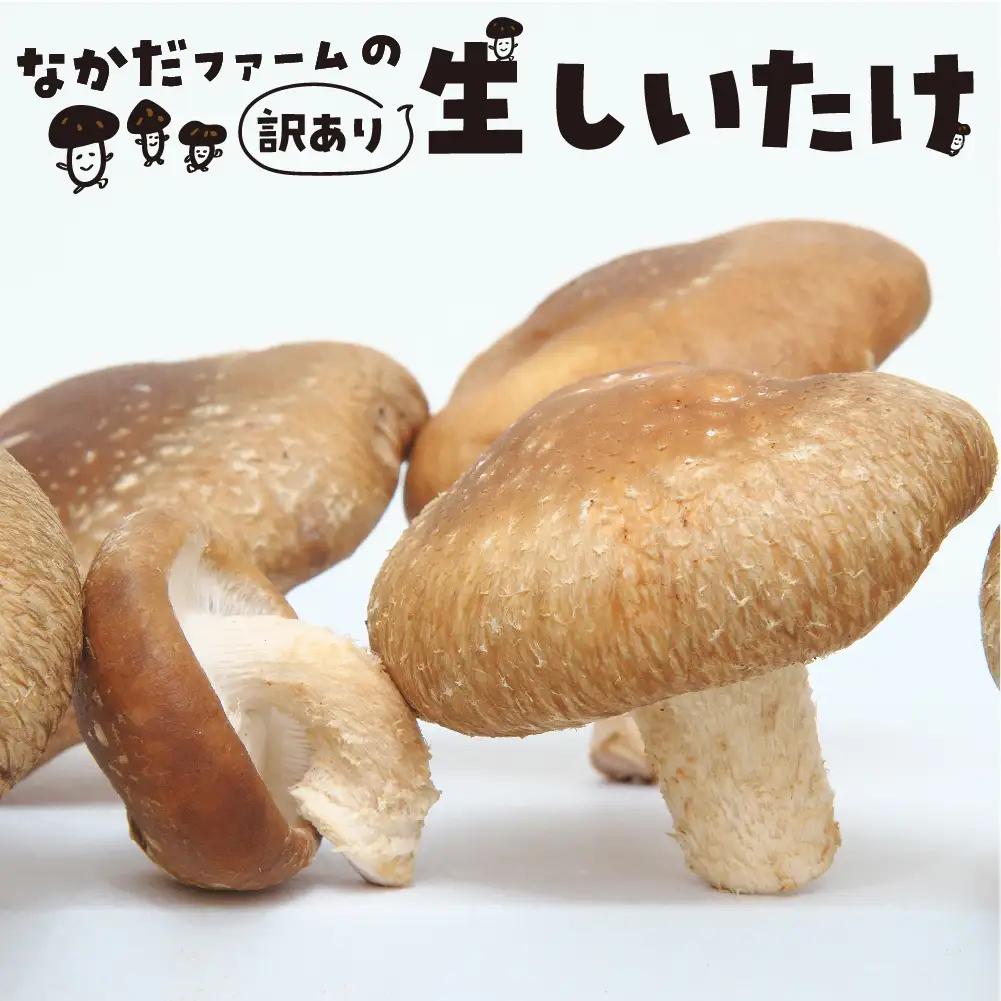 《先行予約》 しいたけ 200g×4 / しいたけ 野菜 訳あり