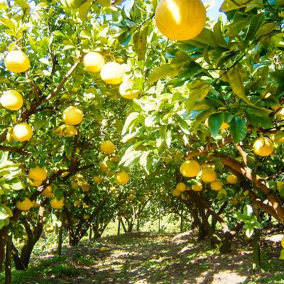 ふるさと納税 いの町 土佐文旦贈答用約3kg(森本果樹園) |  | 01