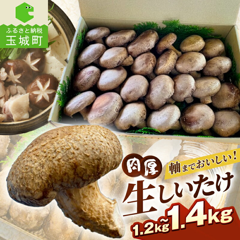 【ふるさと納税】しいたけ きのこ 山菜 生しいたけ 国内産 菌床 肉厚 1.2kg〜1.4kg 三重県産 玉城町 (有)MCD 松ちゃん堂