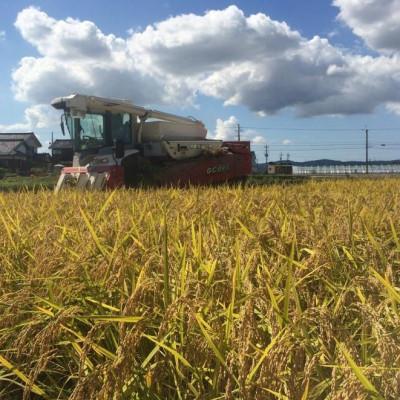 ふるさと納税 小矢部市 【令和7年産】慣行栽培コシヒカリ(無洗米)　精米　10kg |  | 01