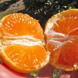 【ご家庭用】和歌山有田みかん約5kg(M、Lサイズ)【美浜町】 ※北海道・沖縄・離島への配送不可 ※2024年10月中旬～2025年1月下旬頃に順次発送予定