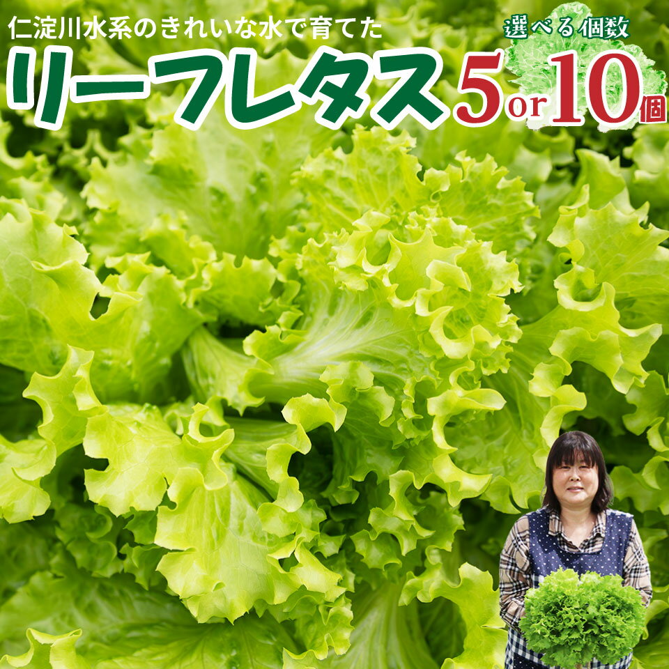 【ふるさと納税】 ＜佐川町産 リーフレタス 選べる個数 5袋または10袋＞水耕栽培 野菜 高知 新鮮 西村農園 【冷蔵】