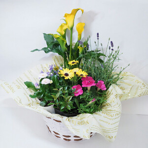 【定期便】【全6回定期便】1年中季節のお花が楽しめる！旬のお花盛り合わせ（2か月に1回お届け）【11100-0735】