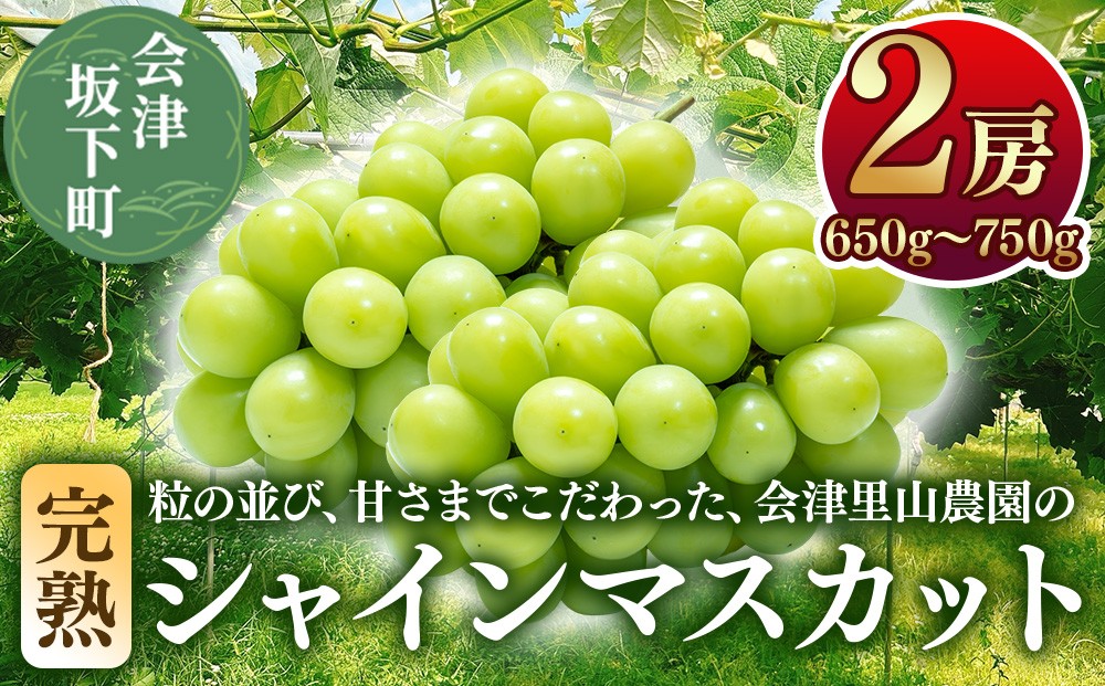 
                  47-B【予約開始】 完熟シャインマスカット 650 ~ 750g 2房 （会津里山農園）| 福島 ぶどう 皮ごと 種なし シャインマスカット 先行予約 ※2026年10月～発送
                
