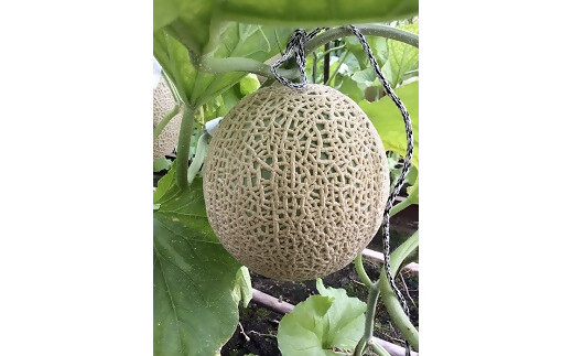 1880 お伊勢さんどらいめろん　20g入り　3袋セット　伊勢　お伊勢さん　マスクメロン　アールスメロン　ドライメロン　ドライ製品