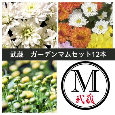 ふるさと納税 美作市 武蔵　ガーデンマムセット12ポット