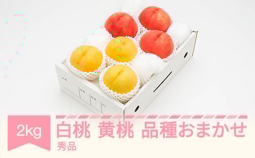 白桃＆有袋黄桃 秀品 品種おまかせ 化粧箱入り 約2kg 令和七年産 2025年産 山形県産 果物 送料無料 ns-mohot2