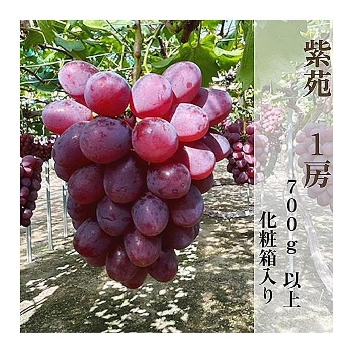 【ふるさと納税】2026年秋発送 岡山県産 紫苑 1房 700g以上 化粧箱入り | 果物 期間限定 ぶどう ブドウ 葡萄 甘い 美味しい フルーツ 人気 おすすめ 送料無料 お取り寄せ 取り寄せ 岡山県 岡山 季節限定 ギフト プレゼント