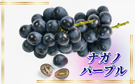 【2026年先行予約】ナガノパープル 約1kg|ぶどう ぶどう