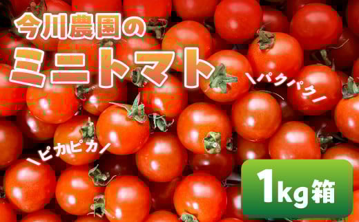 【ふるさと納税】【先行予約】今川農園のミニトマト 1kg 先行予約受付 期間限定 季節限定 野菜 国産 完熟 やさい フルーツ トマト 完熟 千果 ミニトマト プチ お弁当 贈り物 おやつ サラダ 送料無料 産地直送