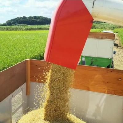 ふるさと納税 美浦村 【令和7年産】茨城県産コシヒカリ おかだいらの恵10kg　精米(5kg×2袋) |  | 02