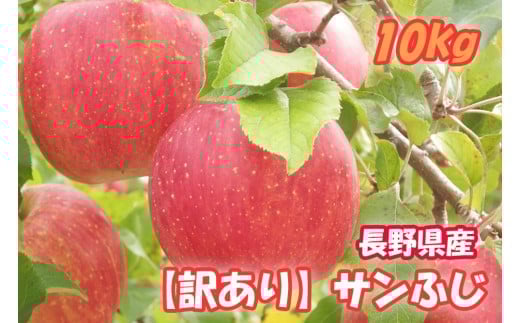 MS18-25A  りんご サンふじ（長野県産訳あり品） 約10kg / 2026年1月上旬～2月上旬頃 配送予定 // 長野県 南信州 さんふじ サンフジ ふじりんご 訳あり 訳アリ 家庭用 自宅用 リンゴ 林檎 ふじ