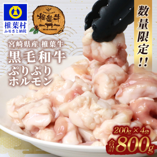 宮崎県産 椎葉牛 ぷりぷりホルモン（小腸）もつ鍋・焼肉用［宮崎 椎葉 国産 国産牛 ほるもん ホルモン 牛モツ もつ モツ もつなべ もつ鍋 モツ鍋 コラーゲン ホルモン単品 おつまみ つまみ やきにく 焼肉 BBQ バーベキュー アウトドア キャンプ 冷凍 贈物 ギフト お中元 お歳暮 日本三大秘境］【TK-82】